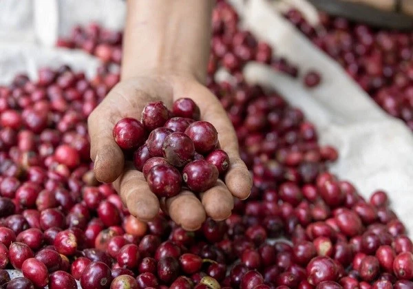 dự báo giá cà phê 2025